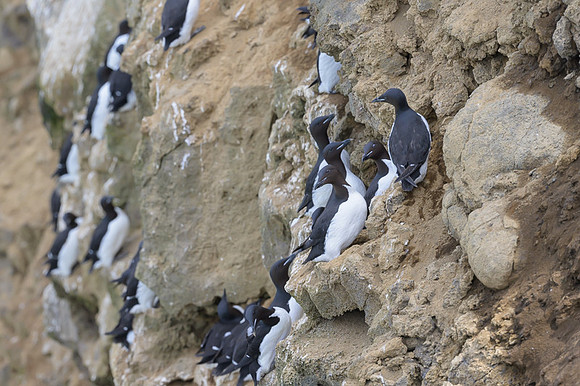 Common Murre
