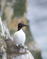 Common Murre