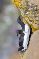 Common Murre