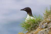 Common Murre