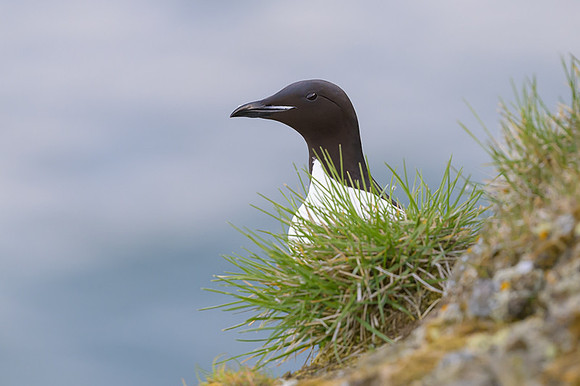 Common Murre