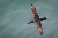 Common Murre