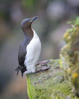 Common Murre
