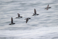 Common Murre