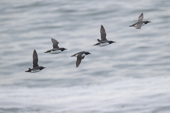 Common Murre