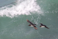 Common Murre