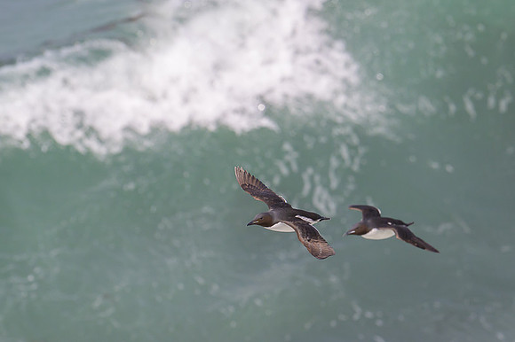 Common Murre