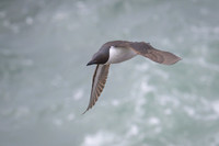 Common Murre