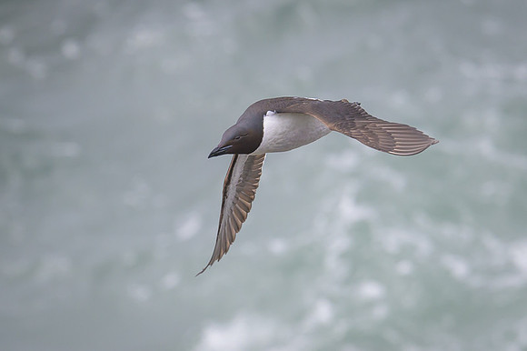 Common Murre