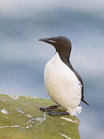 Common Murre