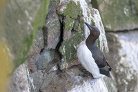 Common Murre