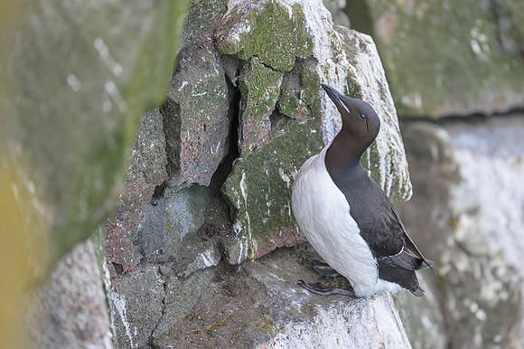 Common Murre