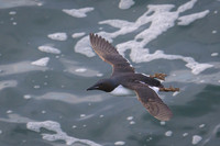 Common Murre