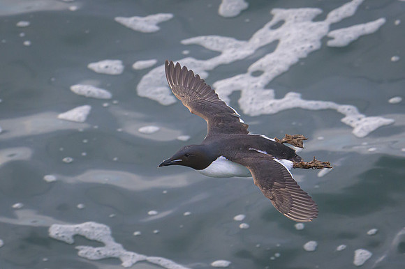 Common Murre
