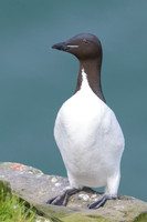 Common Murre