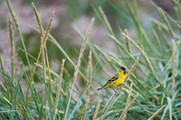 Black-chinned siskin