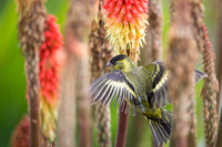 Black-chinned siskin