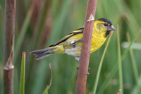 Black-chinned siskin