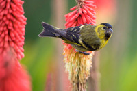 Black-chinned siskin