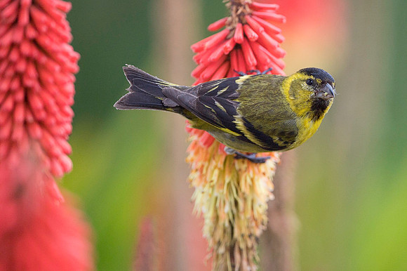Black-chinned siskin