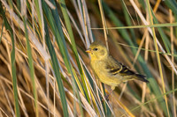 Black-chinned siskin