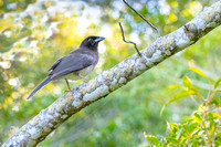 Brown jay