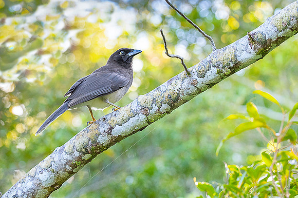Brown jay