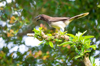 Brown jay