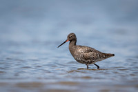 Spotted Redshank / Brodziec śniady