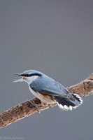 Nuthatch / Kowalik