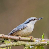 Nuthatch / Kowalik