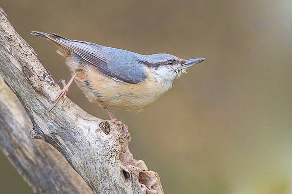 Nuthatch / Kowalik