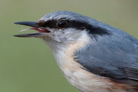 Nuthatch / Kowalik