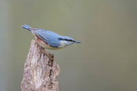 Nuthatch / Kowalik