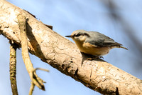 Nuthatch / Kowalik