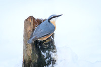 Nuthatch / Kowalik