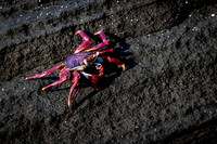 Galapagos Sally lightfoot crab