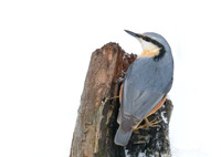 Nuthatch / Kowalik