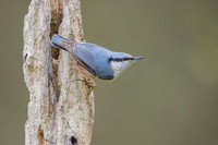 Nuthatch / Kowalik