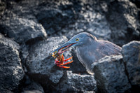 Galapagos Sally lightfoot crab