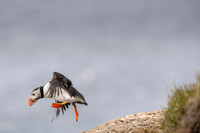 Puffin  Maskonur