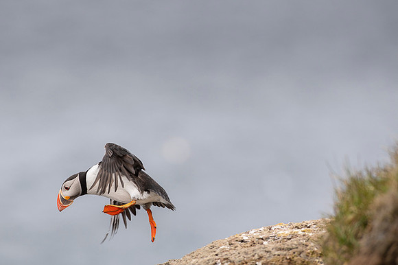 Puffin  Maskonur