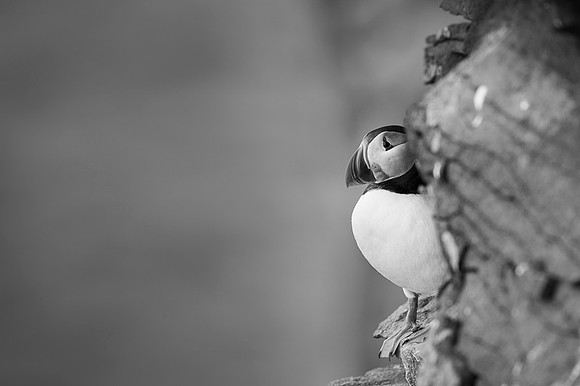 Puffin  Maskonur