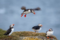 Puffin  Maskonur