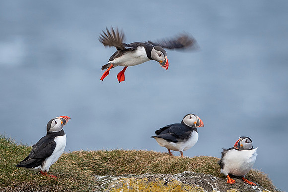 Puffin  Maskonur