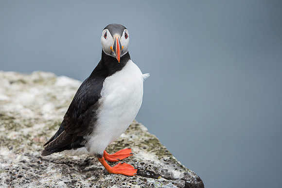 Puffin  Maskonur