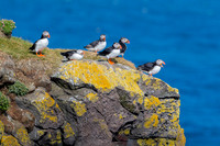 Puffin  Maskonur