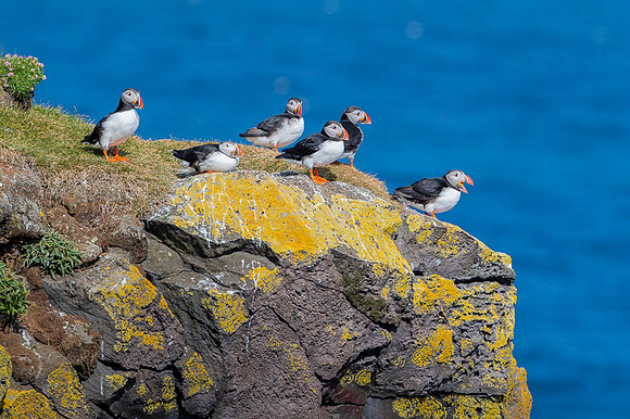 Puffin  Maskonur