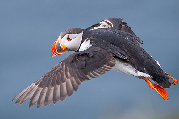 Puffin  Maskonur