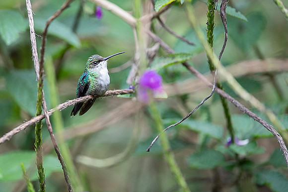 Canivet's emerald